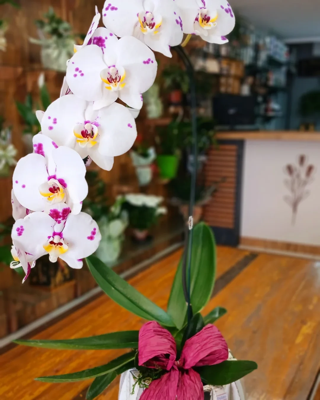 Orquídea branca com detalhes rosados